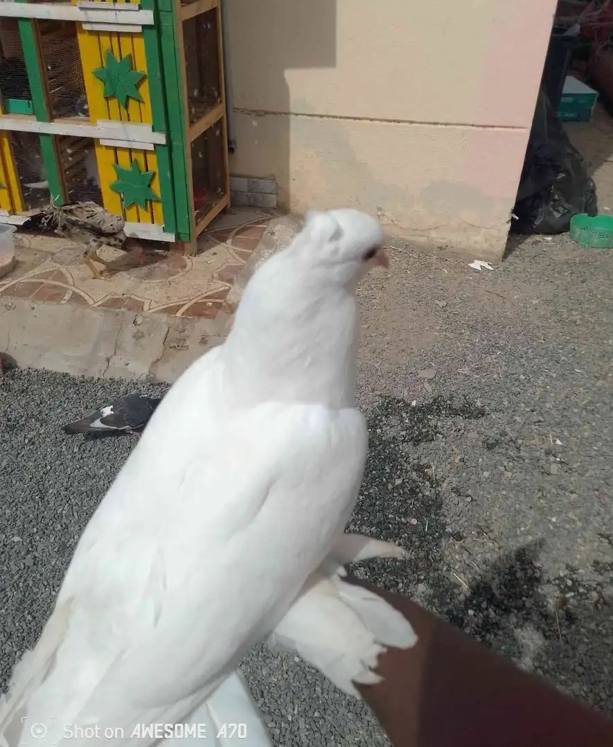 حمام رقاصي هندي