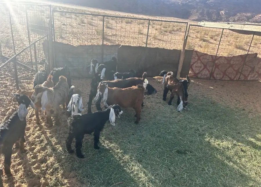 موجود 18 تيس وعناق للبيع من شهرين ونص الى ثلاث شهور وشوي