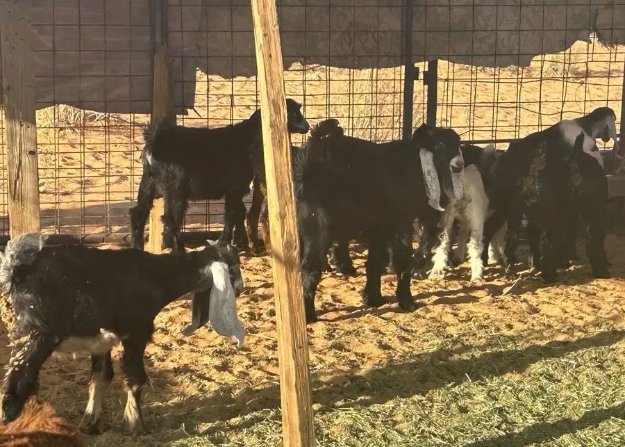 موجود 18 تيس وعناق للبيع من شهرين ونص الى ثلاث شهور وشوي