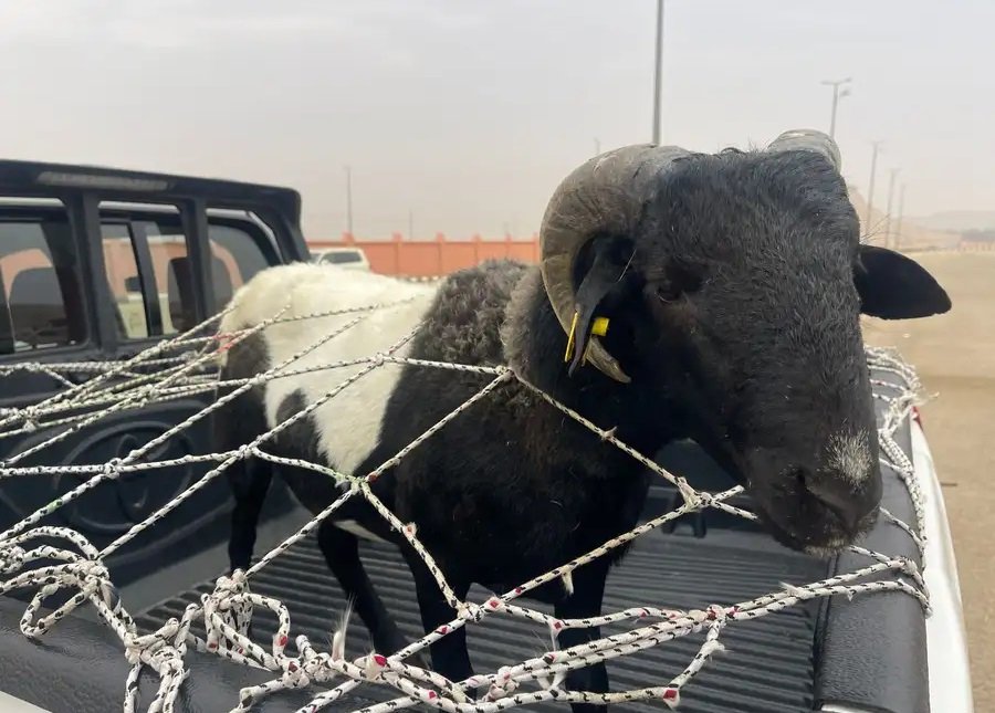 فحل نادر دوربر