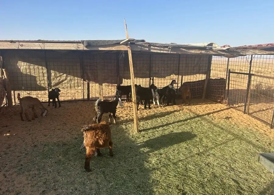 موجود 18 تيس وعناق للبيع من شهرين ونص الى ثلاث شهور وشوي