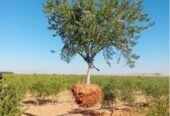 أشجار زيتون للبيع