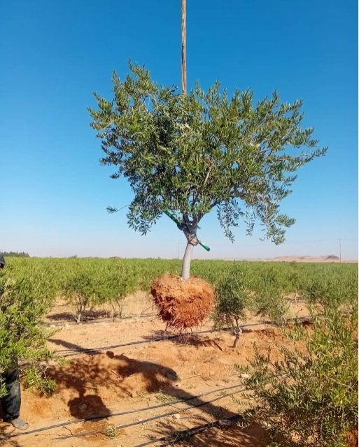 أشجار زيتون للبيع