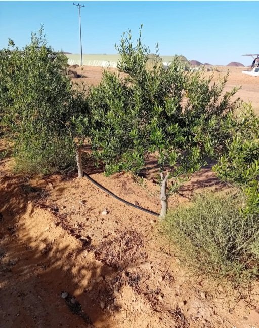أشجار زيتون للبيع