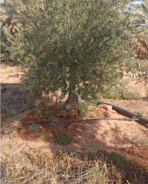 أشجار زيتون للبيع