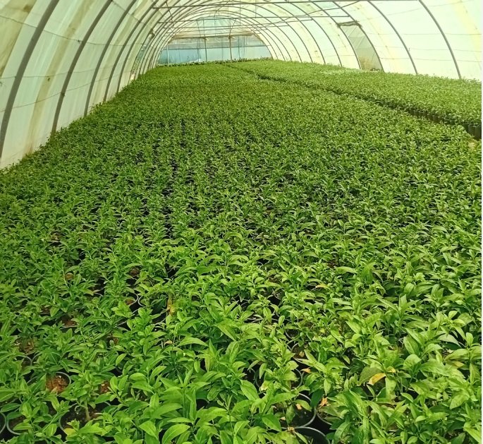 مشتل زهره القصر