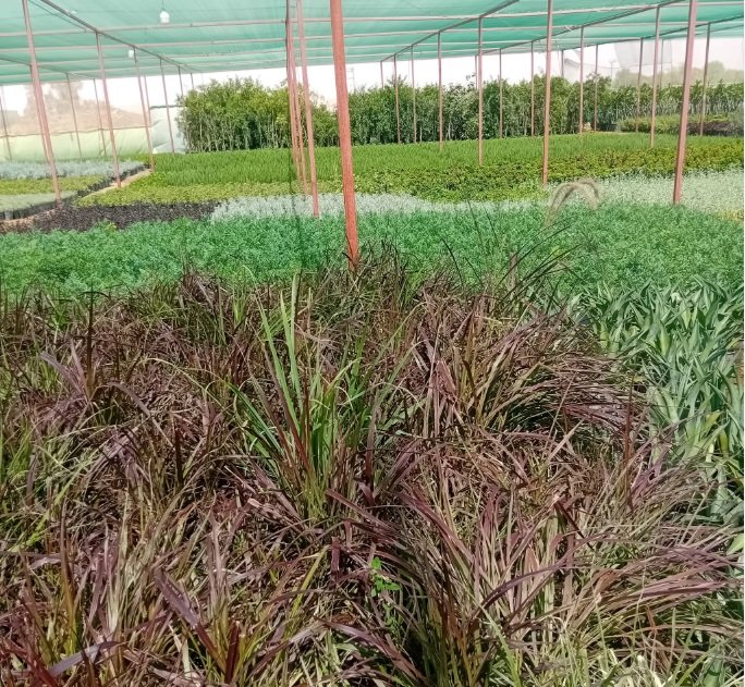 مشتل زهره القصر