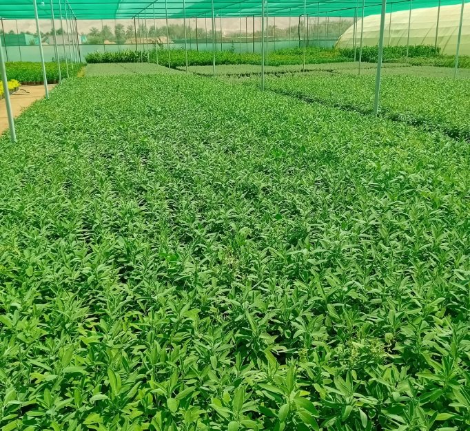 مشتل زهره القصر