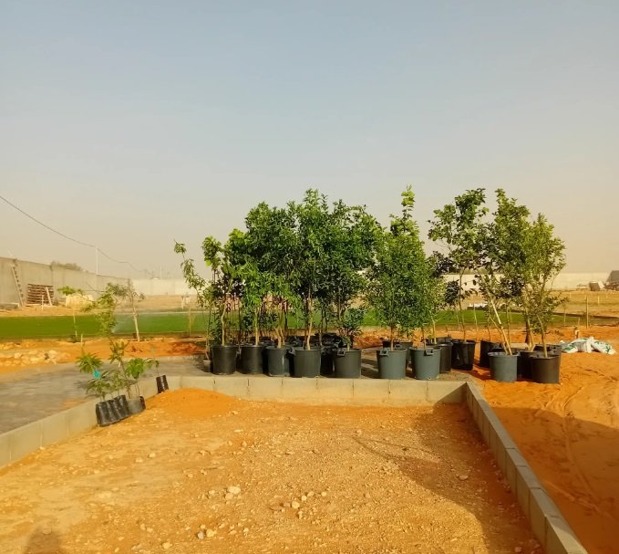 مشتل زهره القصر