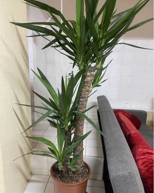 متوفر نبات اليوكا وعصا الحظ بأحجام مختلفة
