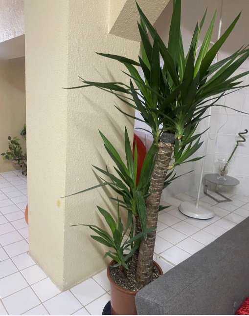 متوفر نبات اليوكا وعصا الحظ بأحجام مختلفة