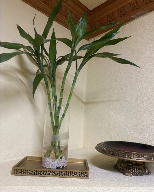 متوفر نبات اليوكا وعصا الحظ بأحجام مختلفة