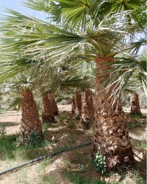 يوجد لدينا جميع انواع النخيل