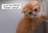كيتن سكوتش فولد وستريت بالوان مميزة