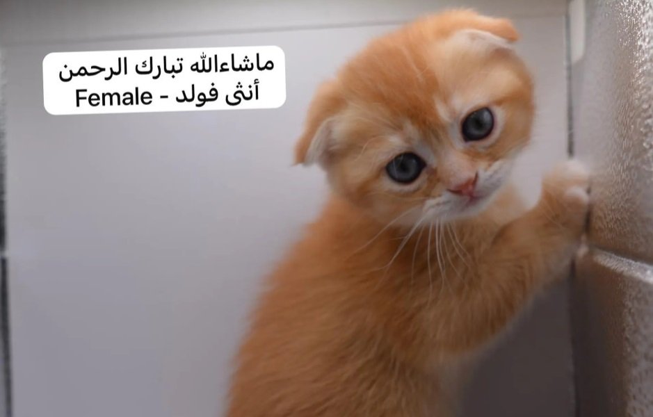 كيتن سكوتش فولد وستريت بالوان مميزة