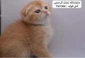 كيتن سكوتش فولد وستريت بالوان مميزة