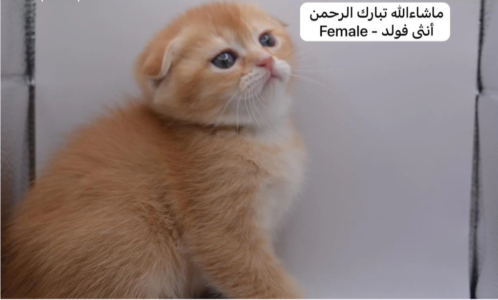 كيتن سكوتش فولد وستريت بالوان مميزة