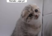 كيتن سكوتش فولد وستريت بالوان مميزة