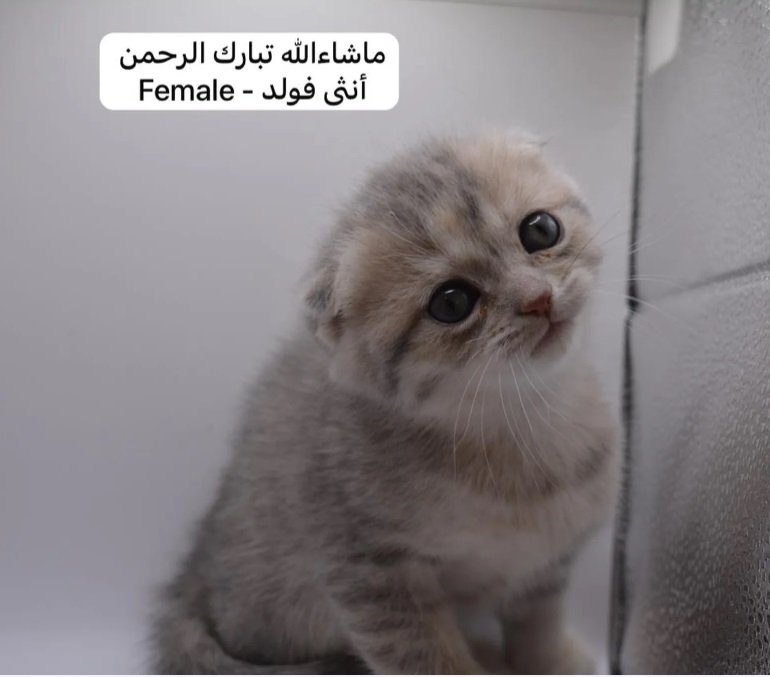 كيتن سكوتش فولد وستريت بالوان مميزة