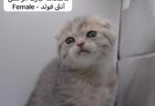 كيتن سكوتش فولد وستريت بالوان مميزة