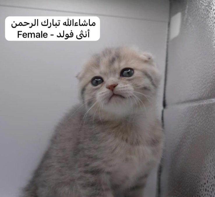 كيتن سكوتش فولد وستريت بالوان مميزة