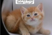 كيتن سكوتش فولد وستريت بالوان مميزة