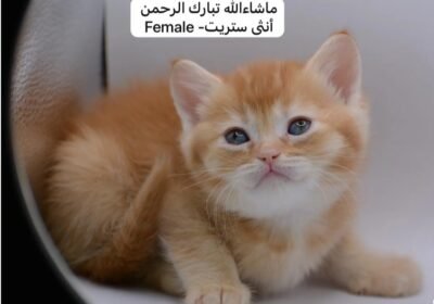 194d7f3d8cecb4aa2f581c999e3b942a9cd852db7cc481d8ff940d3d574f24e3765