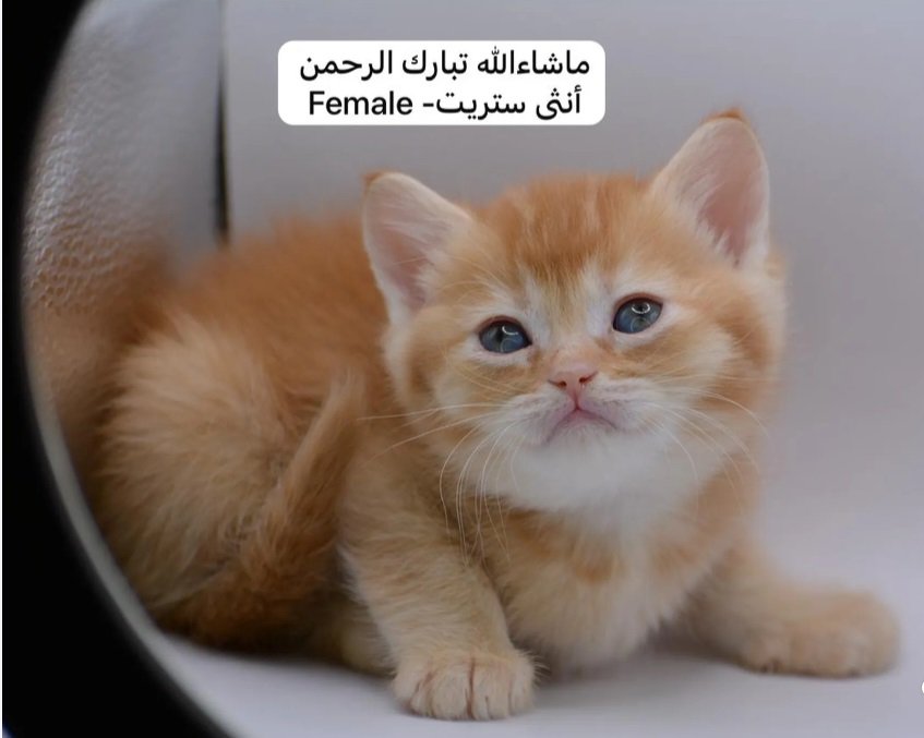 كيتن سكوتش فولد وستريت بالوان مميزة