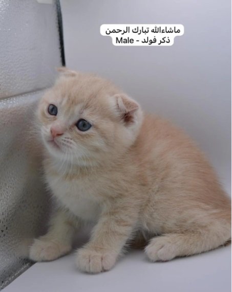 كيتن سكوتش فولد وستريت بالوان مميزة