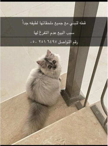 بسه للبيع