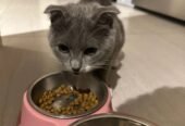 Scottish Cat for Sale. Only 3 month. Very playful.قطة سكوتش للبيع، عمرها 3 شهور فقط. لعوبة جداً وبصح