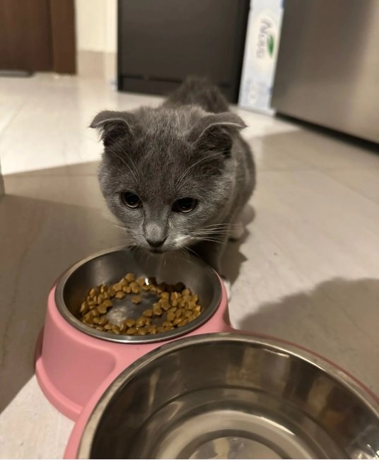 Scottish Cat for Sale. Only 3 month. Very playful.قطة سكوتش للبيع، عمرها 3 شهور فقط. لعوبة جداً وبصح