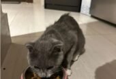 Scottish Cat for Sale. Only 3 month. Very playful.قطة سكوتش للبيع، عمرها 3 شهور فقط. لعوبة جداً وبصح