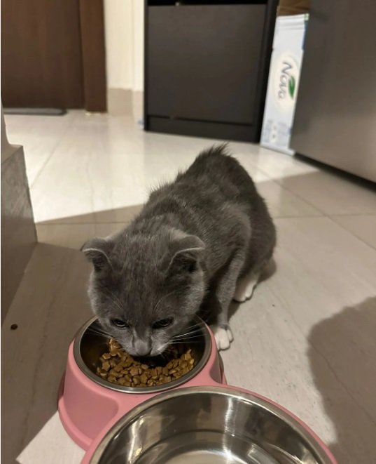 Scottish Cat for Sale. Only 3 month. Very playful.قطة سكوتش للبيع، عمرها 3 شهور فقط. لعوبة جداً وبصح