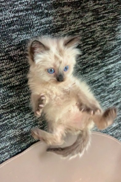 كتن هملايا انثى لعوبه وخاليه من الامراض