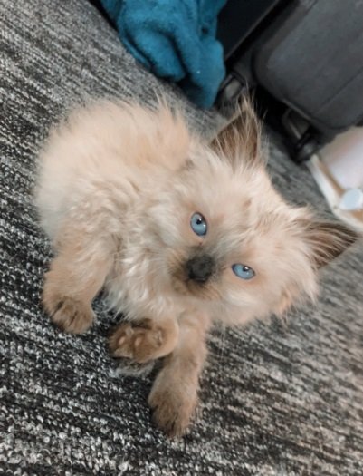 كتن هملايا انثى لعوبه وخاليه من الامراض