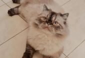 Persian Ragdoll for Adoption (بيكي فيس قطط شيرازيه)