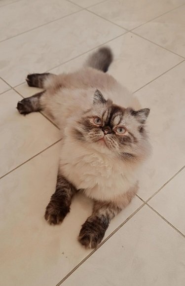 Persian Ragdoll for Adoption (بيكي فيس قطط شيرازيه)