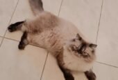 Persian Ragdoll for Adoption (بيكي فيس قطط شيرازيه)