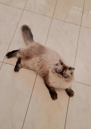 Persian Ragdoll for Adoption (بيكي فيس قطط شيرازيه)
