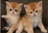 scottish fold Gold urgent final exit