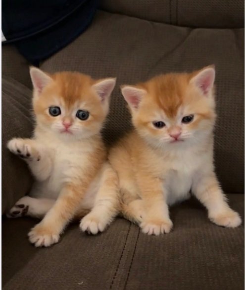 scottish fold Gold urgent final exit