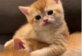 scottish fold Gold urgent final exit