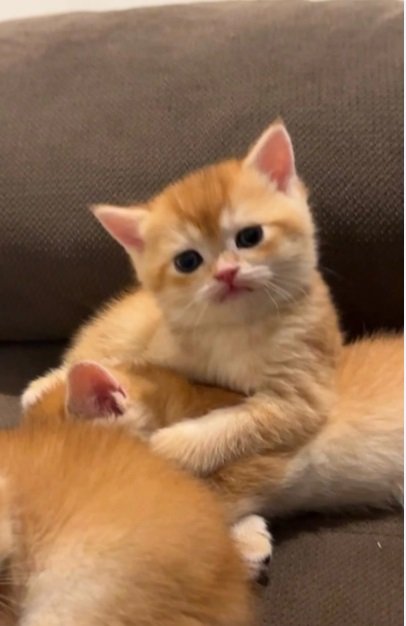 scottish fold Gold urgent final exit