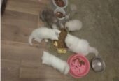 Persian kittens