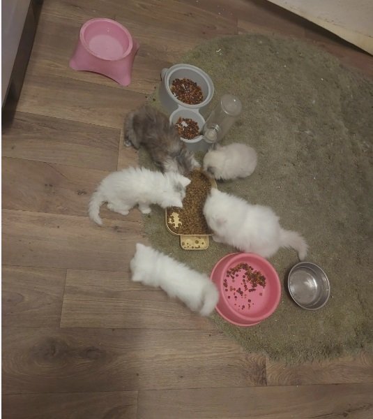 Persian kittens