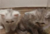 Persian kittens