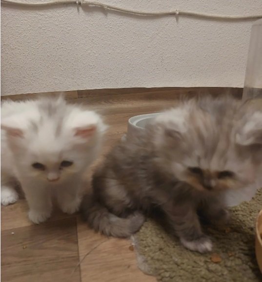 Persian kittens