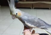 كروان أنثى اليف حمامه