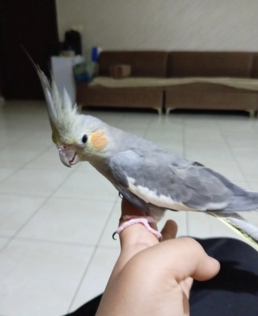 كروان أنثى اليف حمامه